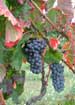 The colors of Sagrantino