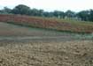 The colors of the Pagliaro vineyard in November