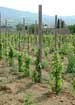 A vineyard at 1 year of age