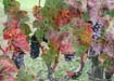 The color of the leaves