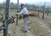 Paolo links the branches of the vine