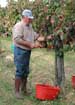 The manual harvest in October
