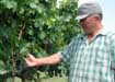 Paolo checks the grapes