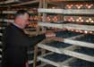 Paolo checks the Passito's grapes