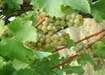 The Sauvignon white grape