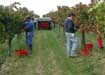 The manual harvest