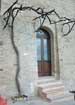 A plant of Sagrantino centennial!