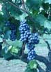 The Sagrantino's grape